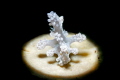   Miamira Alleni NudibranchNikon D850 Nauticam Housing Ikelite Retra Snoot  